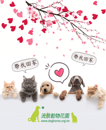 領養代替購買<br>將愛放大