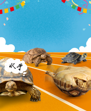 龜心似箭