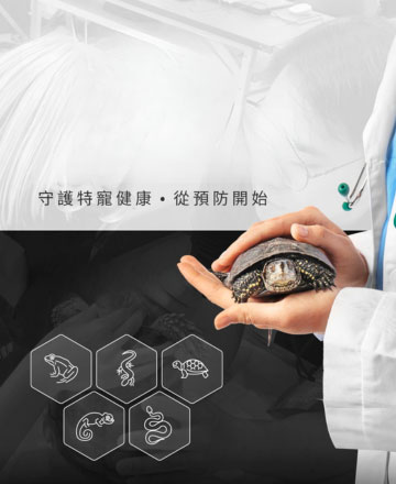 異世界特寵義診