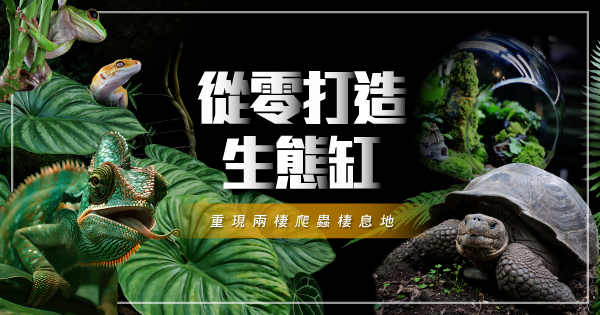 從零打造生態缸