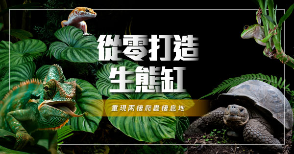 從零打造生態缸