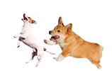 猛犬特務運動會