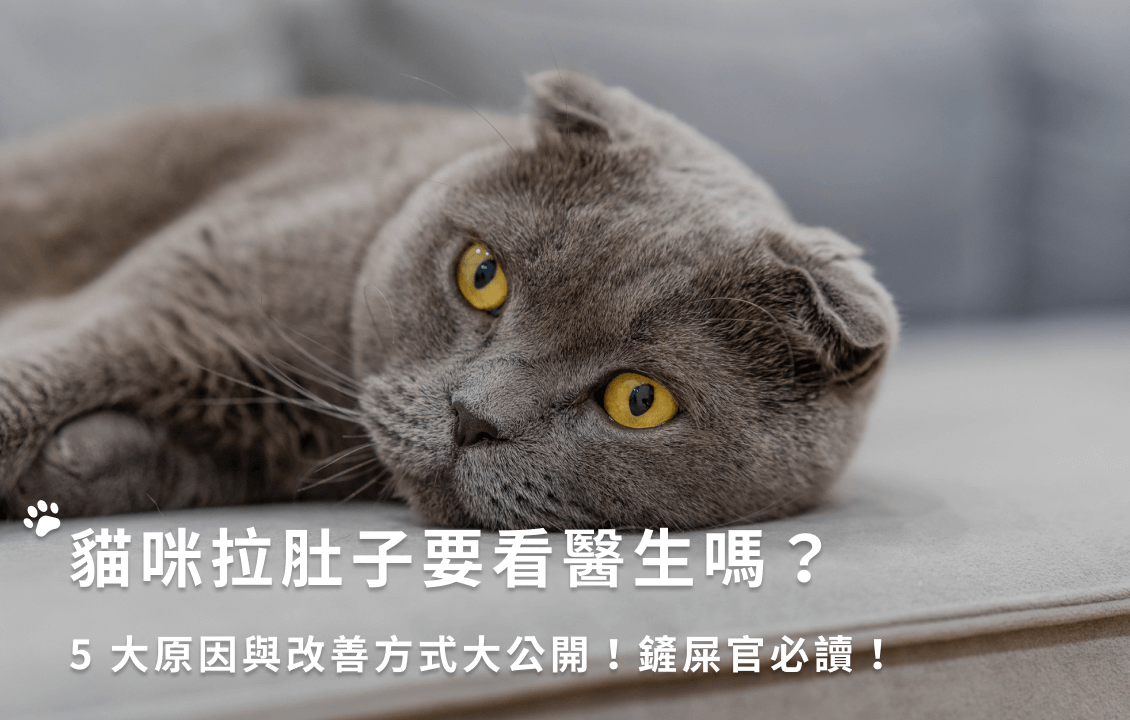貓咪拉肚子要看醫生嗎?5 大原因與改善方式大公開!鏟屎官必讀!