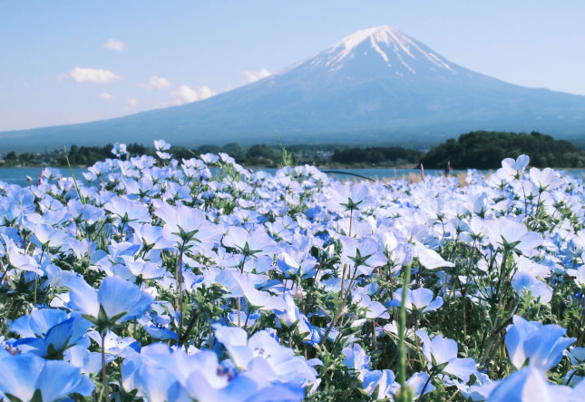 浪漫【賞花之旅】