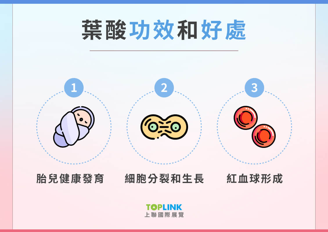 葉酸好處、葉酸作用有哪些?