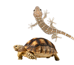 異世界爭奇鬥豔