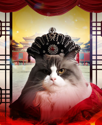 貓奴必逛<br>進貢貓主子