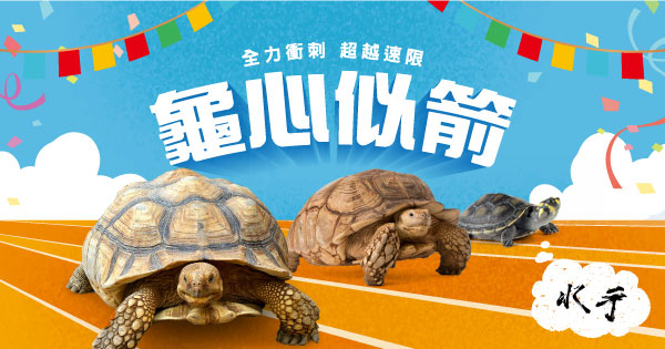 龜心似箭