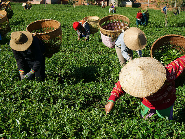 台灣茗茶區