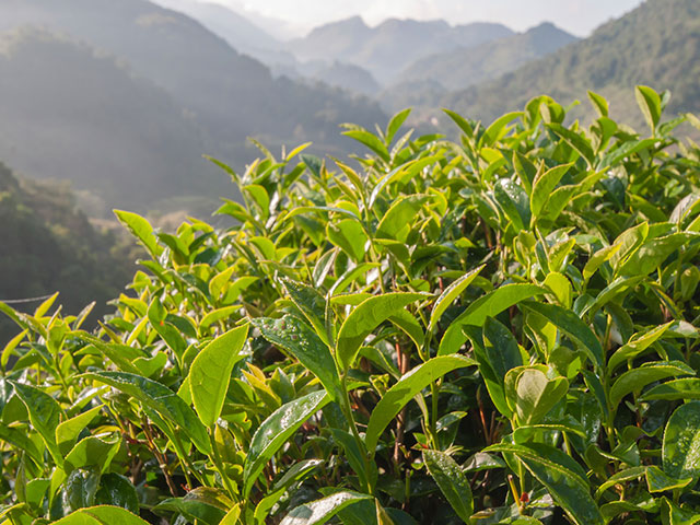有機茶區