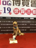 狗狗趣味賽