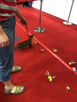 狗狗趣味賽